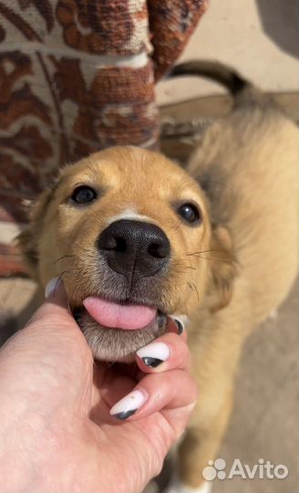 Щенки бесплатно