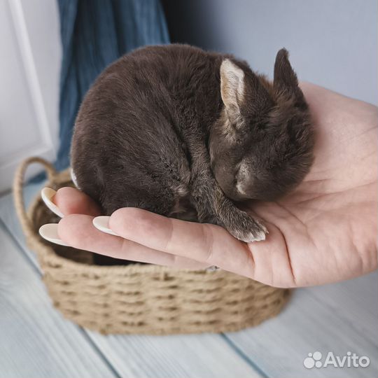 Карликовый кролик рекс