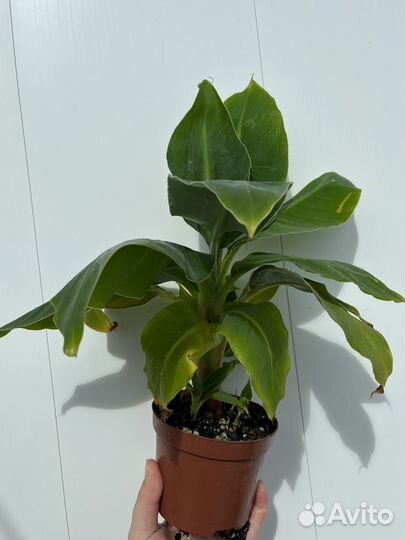 Банан домашний карликовый