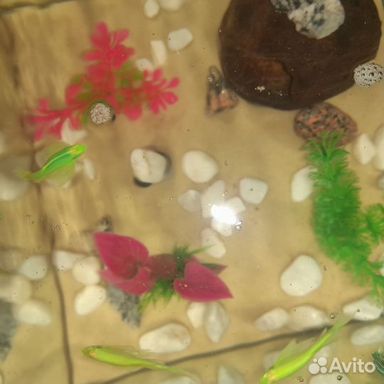 Аквариумные рыбки