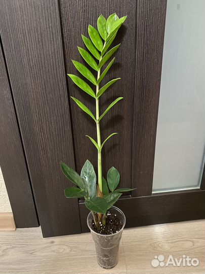 Замиокулькасы. Диффенбахия