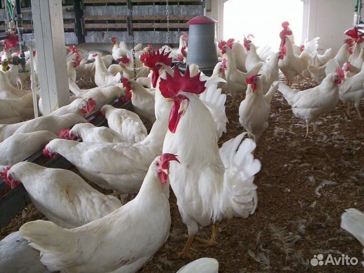 Куры несушки