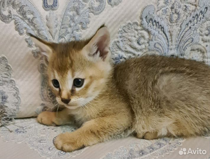 Чаузи ф1 мальчик