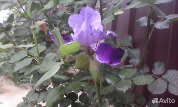 Ирисы сортовые