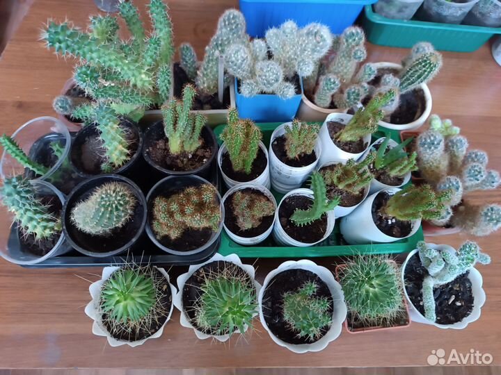 Кактусы, фикус