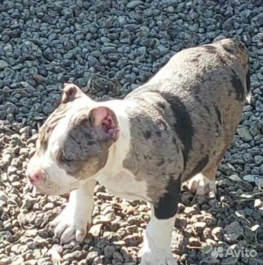 Американский булли покет