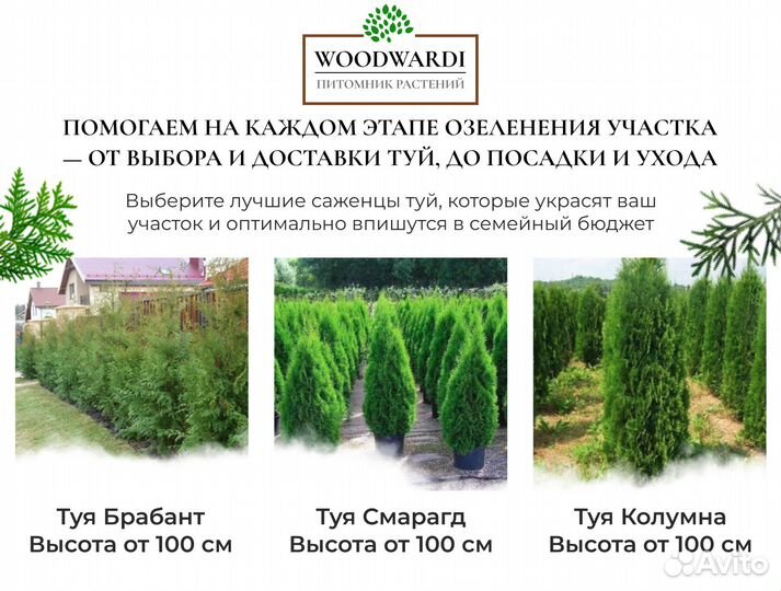 Туя в ассортименте:Смарагд,Брабант,Колумна