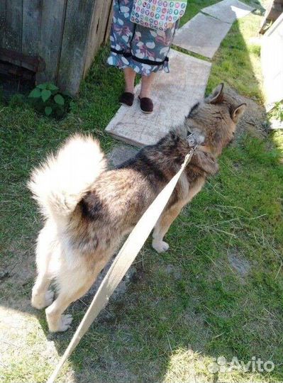 Собака в добрые руки хаски