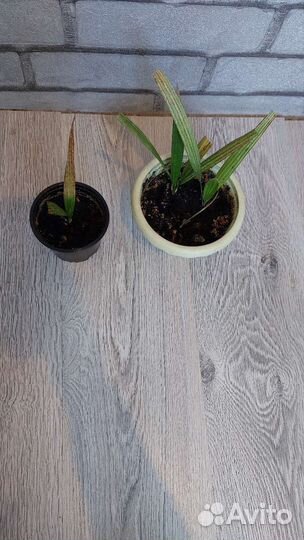 Пальма веерная (трахикарпус)