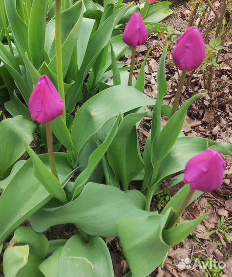 Луковицы тюльпанов