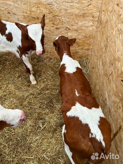 Телята доставка