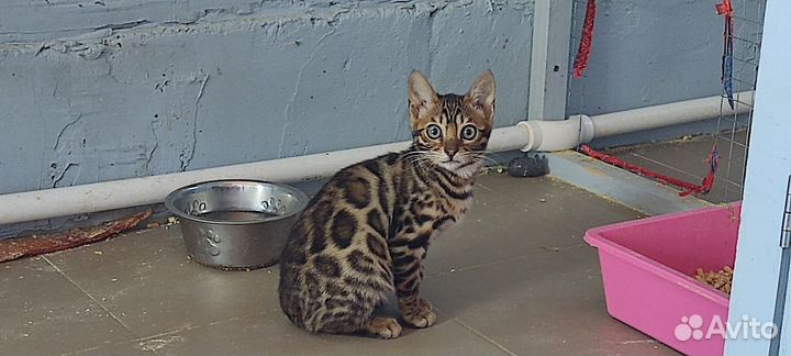 Котята бенгалы