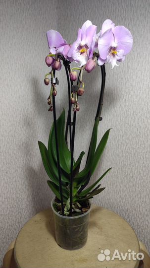 Орхидея