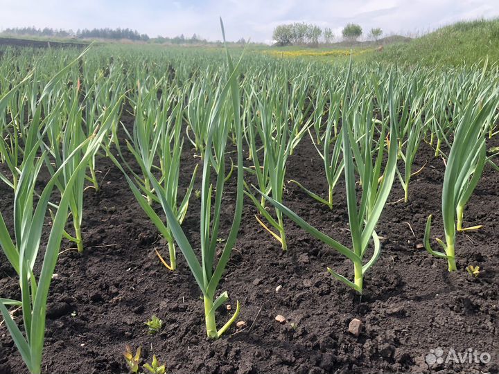 Озимый чеснок