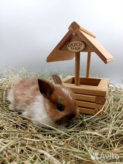 Декоративный кролик Минор