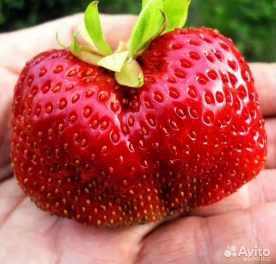 Клубника сортовая рассада
