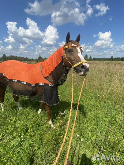 Антимоскитная попона с капором