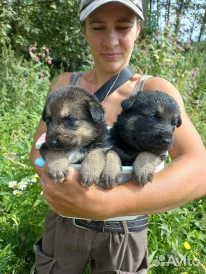 Щенки вео, 22.07 мальчик и девочка