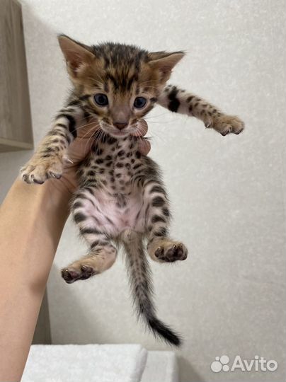 Бенгальские котята
