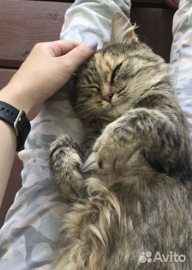 Кошечка в добрый руки