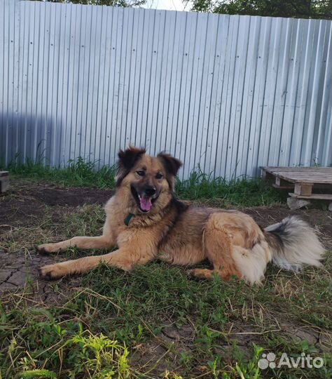 Собачка Лайма ищет дом