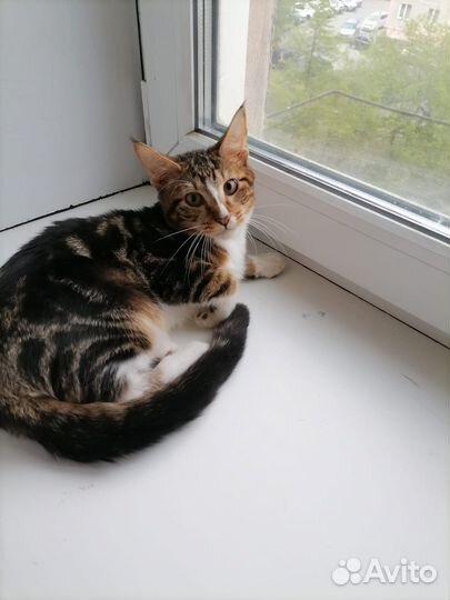 Котик метис