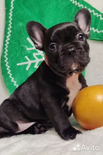 Французский бульдог щенки