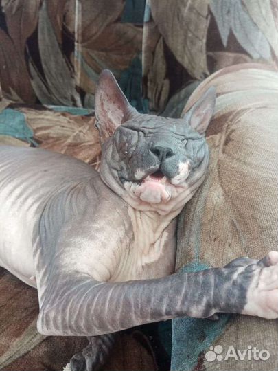 Донской сфинкс вязка