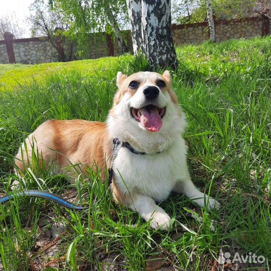 Передержка собак