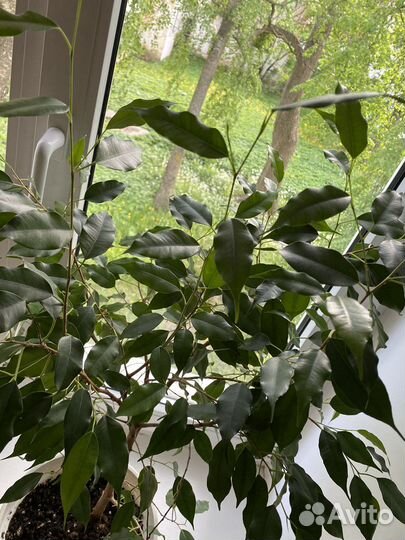 Фикус бенджамина