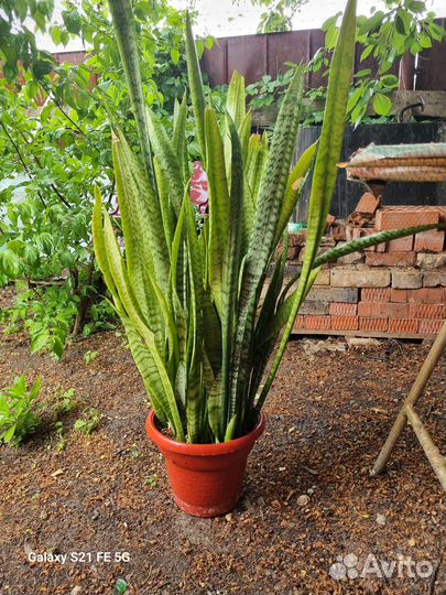 Сансевиерия