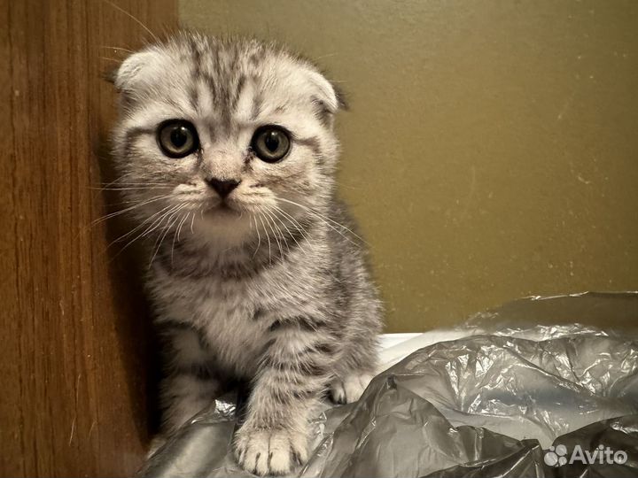 Котята, шиншилы британца