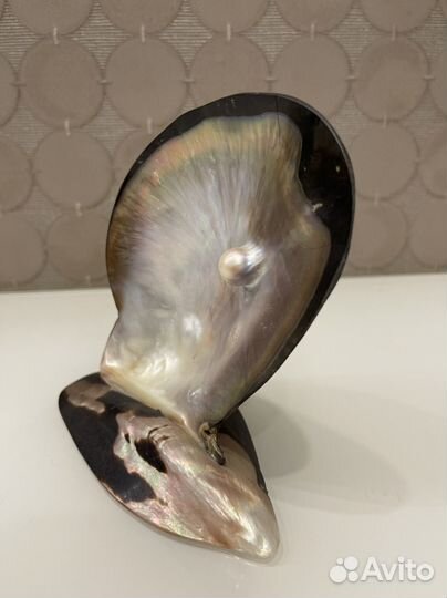 Жемчужина в раковине из Зимбабве