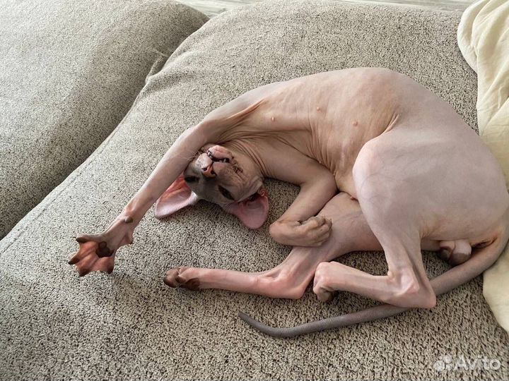 Вязка Донской Сфинкс