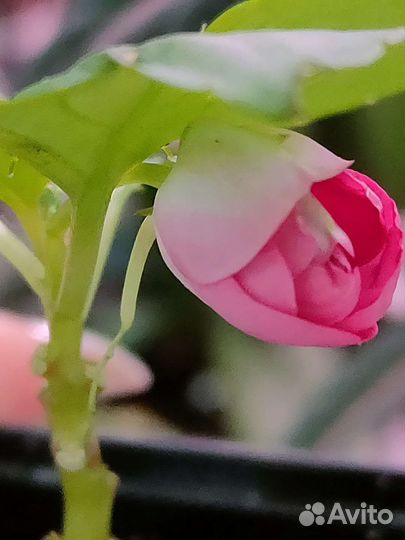 Пурпле пината