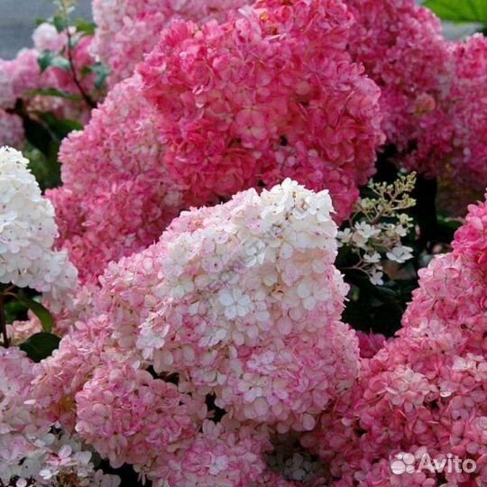 Гортензия Сандей фрайз