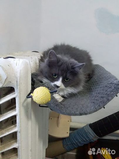 Кот и кошка