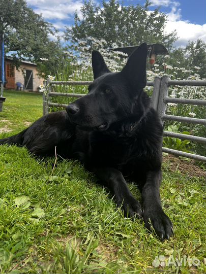 Щенки немецкой овчарки рабочего разведения