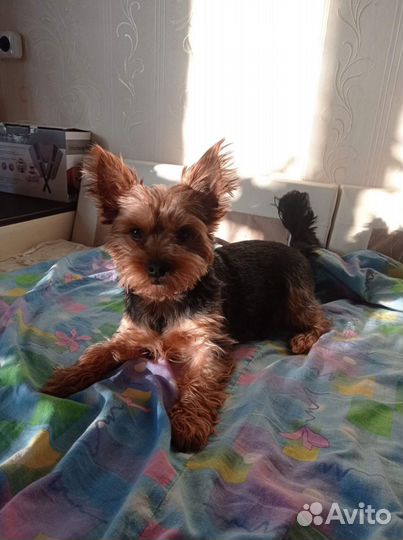 Йоркширский терьер