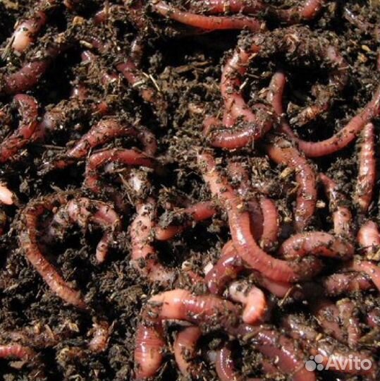 Червь Старатель