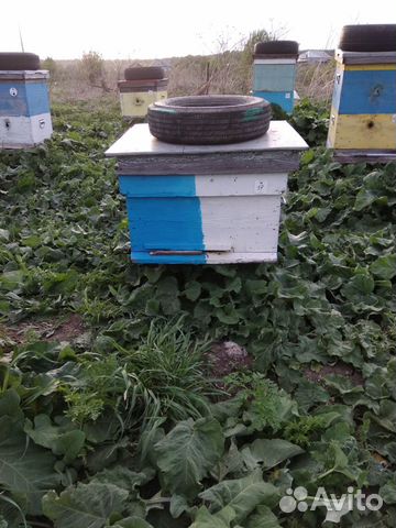Улики для пчел