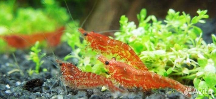 Аквариумные рыбки и растения