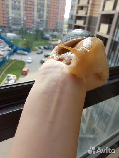 Улитки ахатины
