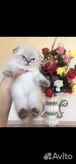 Шотландская