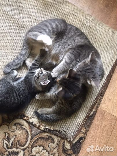 Котята мальчики 3 месяца в хорошие руки