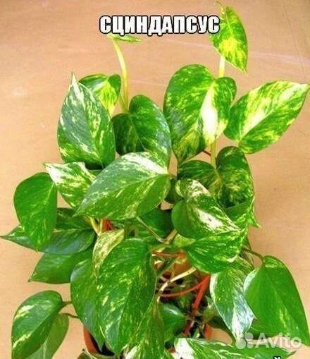 Вьющиеся комнатные растения