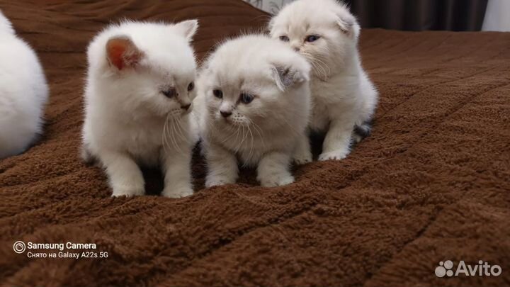 Шотландские малыши