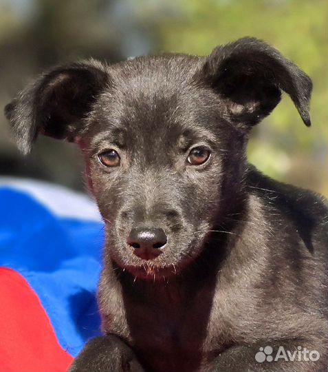 Щенок в добрые руки