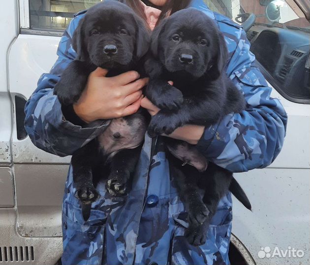 Щенки лабрадора с документами РКФ
