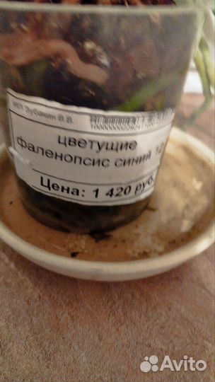 Орхидея фаленопсис